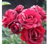 Роза Маликорн (Malicorne)